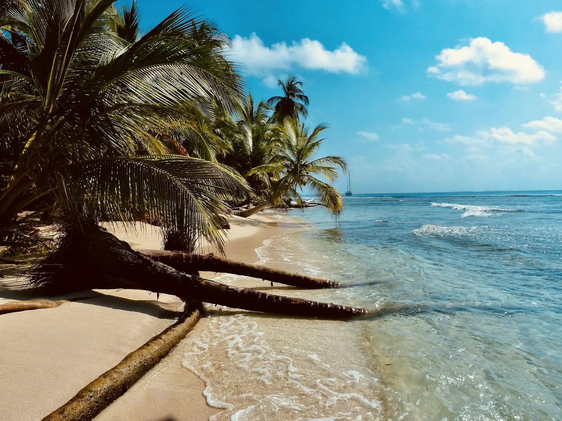 Palm-lined beach in Panama